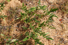 Indigofera astragalina